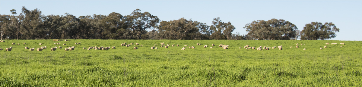 Mudgee Sheep in a Paddock